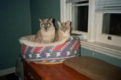 Brand New - Minolta Riva Zoom 100AF 35mm Film Camera Point And Shoot -Film Camera Store brand new minolta riva zoom 100af 35mm film camera point and shoot 8