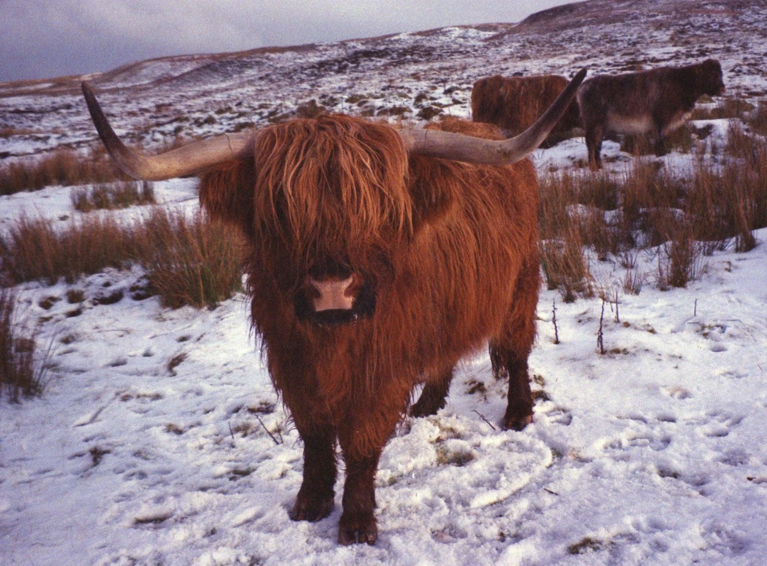 BRAND NEW - Olympus Mju III Wide 100 35mm Film Camera Point And Shoot 16 BRAND NEW - Olympus Mju III Wide 100 35mm Film Camera Point And Shoot - Image 14