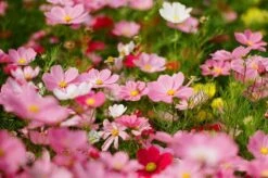 BRAND NEW - Olympus OM40 Program Black 35mm SLR Film Camera With Olympus Prime Lens 34 BRAND NEW - Olympus OM40 Program Black 35mm SLR Film Camera With Olympus Prime Lens -Film Camera Store brand new olympus om40 program black 35mm slr film camera with olympus prime lens 15