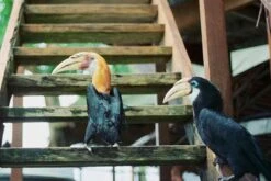 BRAND NEW - Olympus OM40 Program Black 35mm SLR Film Camera With Olympus Prime Lens 36 BRAND NEW - Olympus OM40 Program Black 35mm SLR Film Camera With Olympus Prime Lens -Film Camera Store brand new olympus om40 program black 35mm slr film camera with olympus prime lens 17