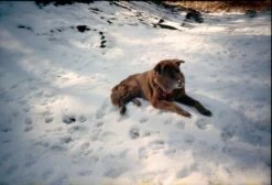 BRAND NEW - Olympus Trip 600 35mm Film Camera Point And Shoot -Film Camera Store brand new olympus trip 600 35mm film camera point and shoot 9