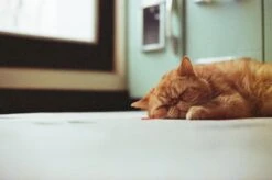 Canon® Canon A-1 Vintage SLR 35mm Film Camera With F/1.8 50mm Prime Lens -Film Camera Store canon a 1 vintage slr 35mm film camera with f1 8 50mm prime lens 10