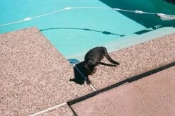 Canon® Canon AE-1 Black 35mm SLR Film Camera With Canon Prime Lens -Film Camera Store canon ae 1 black 35mm slr film camera with canon prime lens 16