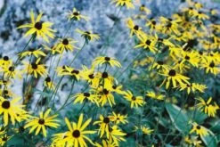 Canon® Canon AE-1 Program BLACK 35mm SLR Film Camera With Canon Prime Lens -Film Camera Store canon ae 1 program black 35mm slr film camera with canon prime lens 13