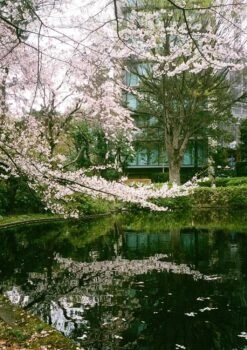 Canon® Canon Demi C Point And Shoot 35mm Half Frame Film Camera With Canon SD 50mm F2.8 -Film Camera Store canon demi c point and shoot 35mm half frame film camera with canon sd 50mm f2 8 11