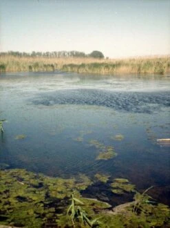 Canon® Canon Demi C Point And Shoot 35mm Half Frame Film Camera With Canon SD 50mm F2.8 -Film Camera Store canon demi c point and shoot 35mm half frame film camera with canon sd 50mm f2 8 8