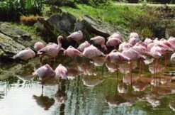 Canon® Canon EOS 3000 35mm SLR Film Camera With Canon Prime Lens -Film Camera Store canon eos 3000 35mm slr film camera with canon prime lens 10