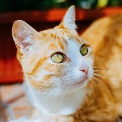 Canon® Canon EOS 3000 35mm SLR Film Camera With Canon Prime Lens -Film Camera Store canon eos 3000 35mm slr film camera with canon prime lens 6