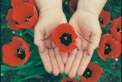 Canon® Canon EOS 300V 35mm SLR Film Camera - Body Only -Film Camera Store canon eos 300v 35mm slr film camera body only 12