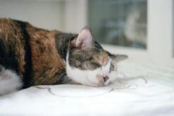 Canon® Canon EOS 300V 35mm SLR Film Camera - Body Only -Film Camera Store canon eos 300v 35mm slr film camera body only 8