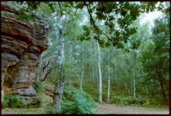 Canon® Canon EOS 5 35mm SLR Film Camera - Body Only -Film Camera Store canon eos 5 35mm slr film camera body only 10