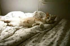 Canon FTb QL 35mm SLR Film Camera With Canon Sc 50mm F1.8. -Film Camera Store canon ftb ql 35mm slr film camera with canon sc 50mm f1 8 8