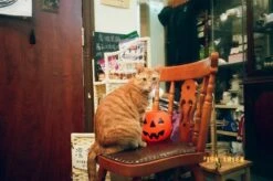 Canon Prima Super 135 BRAND NEW 35mm Film Camera Point And Shoot -Film Camera Store canon prima super 135 brand new 35mm film camera point and shoot 10