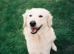 Canon® Canon Prima Zoom 85 Brand New 35mm Film Camera Point And Shoot -Film Camera Store canon prima zoom 85 brand new 35mm film camera point and shoot 11