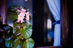 Canon® Canon Prima Zoom Mini Brand New 35mm Film Camera Point And Shoot 24 Canon® Canon Prima Zoom Mini Brand New 35mm Film Camera Point And Shoot -Film Camera Store canon prima zoom mini brand new 35mm film camera point and shoot 10