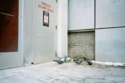 Canon® Canon Sure Shot Supreme 35mm Film Camera Point And Shoot With Black Leather Canon Case And ORIGNAL BOX -Film Camera Store canon sure shot supreme 35mm film camera point and shoot with black leather canon case and orignal box 14