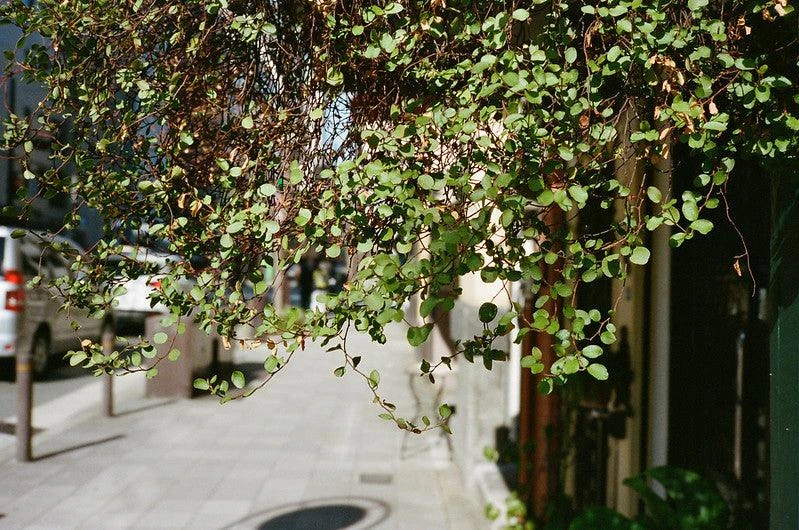 Contax T3 Titan Silver 35mm Film Camera Point & Shoot With 35mm F/2.8 Lens 18 Contax T3 Titan Silver 35mm Film Camera Point & Shoot With 35mm F/2.8 Lens - Image 16