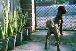 Cosina CT-2 Vintage SLR 35mm Film Camera With F/1.8 50mm Prime Lens -Film Camera Store cosina ct 2 vintage slr 35mm film camera with f1 8 50mm prime lens 7