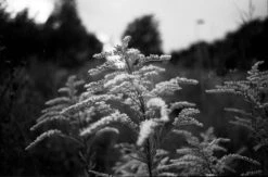 Fomapan 100 Classic 36 EXP 100 35mm B&W Film -Film Camera Store fomapan 100 classic 36 exp 100 35mm bandw film 4