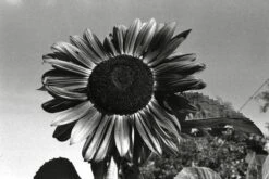 Halina 35-600 35mm Point N Shoot Film Camera -Film Camera Store halina 35 600 35mm point n shoot film camera 8