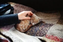 Hanimex 28mm F/2.8 Camera Lens -Film Camera Store hanimex 28mm f2 8 camera lens 8 5ff6f961 6118 4fe8 825b e136612b4c10