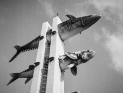 Ilford FP4 24 EXP PLUS 125 35mm Film -Film Camera Store ilford fp4 24 exp plus 125 35mm film 8