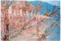 Kodak Color Plus 200 36 Exp 35mm Film EXPIRED (set Of 5) -Film Camera Store kodak color plus 200 36 exp 35mm film expired set of 5 10