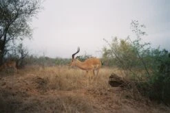 Kodak ColorPlus 36 EXP 200 35mm Colour Film For Camera -Film Camera Store kodak colorplus 36 exp 200 35mm film for camera 9