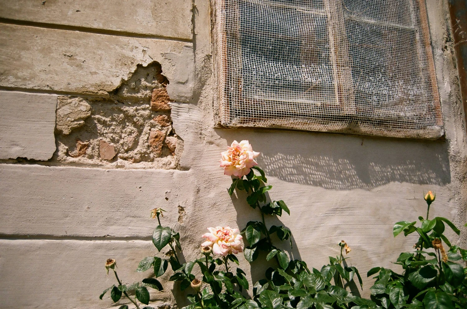 Kodak GOLD 200 24 Exposures 35mm Colour Film 4 Kodak GOLD 200 24 Exposures 35mm Colour Film - Image 2