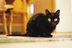 Kodak GOLD 200 24 Exposures 35mm Colour Film 19 Kodak GOLD 200 24 Exposures 35mm Colour Film -Film Camera Store kodak gold 200 24 exposures 35mm colour film 8