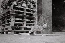 Konica C35 35mm Point And Shoot Film Camera -Film Camera Store konica c35 35mm point and shoot film camera 10