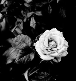 Konica C35 35mm Point And Shoot Film Camera -Film Camera Store konica c35 35mm point and shoot film camera 12