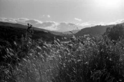 Konica C35 35mm Point And Shoot Film Camera -Film Camera Store konica c35 35mm point and shoot film camera 8