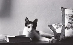 Konica MT-9 35mm Point N Shoot Film Camera -Film Camera Store konica mt 9 35mm point n shoot film camera 9