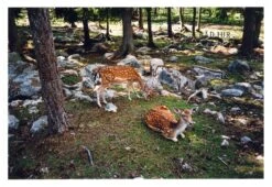 Konica POP Red 35mm Film Camera Point And Shoot 19 Konica POP Red 35mm Film Camera Point And Shoot -Film Camera Store konica pop red 35mm film camera point and shoot 8