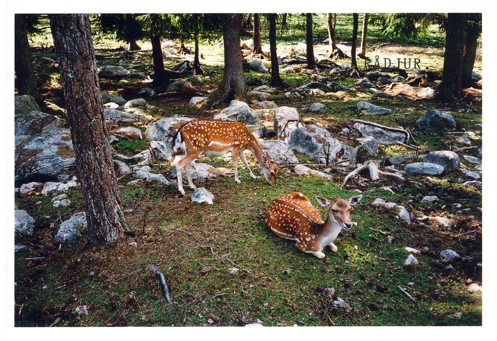 Konica POP Red 35mm Film Camera Point And Shoot 10 Konica POP Red 35mm Film Camera Point And Shoot - Image 8