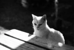 Kosmo Foto Mono 36 EXP 100 35mm Film -Film Camera Store kosmo foto mono 36 exp 100 35mm film 6