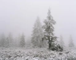 Mamiya 7 With 80mm F4 Lens. 6X7 Medium Format Film Camera -Film Camera Store mamiya 7 with 80mm f4 lens 6x7 medium format film camera 12