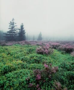 Mamiya 7 With 80mm F4 Lens. 6X7 Medium Format Film Camera -Film Camera Store mamiya 7 with 80mm f4 lens 6x7 medium format film camera 15