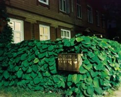 Mamiya 7 With 80mm F4 Lens. 6X7 Medium Format Film Camera -Film Camera Store mamiya 7 with 80mm f4 lens 6x7 medium format film camera 2