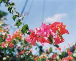 Mamiya RB 67 ProS With 90mm F3.8 Lens. 6X7 Medium Format Film Camera. -Film Camera Store mamiya rb 67 pros with 90mm f3 8 lens 6x7 medium format film camera 9