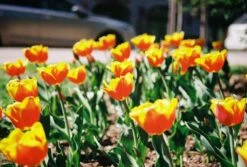 Minolta Dynax 404si Automatic SLR 35mm Film Camera With Auto Zoom Lens -Film Camera Store minolta dynax 404si automatic slr 35mm film camera with auto zoom lens 11