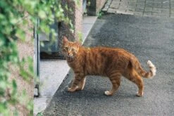 Minolta Dynax 5 Automatic 35mm SLR Film Camera W/ Auto Zoom Lens -Film Camera Store minolta dynax 5 automatic 35mm slr film camera w auto zoom lens 8