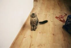 Minolta Riva AF35C 35mm Film Camera Point And Shoot -Film Camera Store minolta riva af35c 35mm film camera point and shoot 8