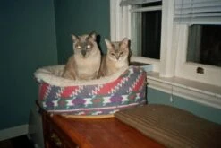 Minolta Riva Zoom 100AF 35mm Film Camera Point And Shoot -Film Camera Store minolta riva zoom 100af 35mm film camera point and shoot 8