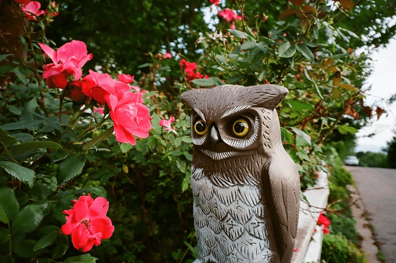 Minolta Riva Zoom 130 35mm Film Camera Point And Shoot 4 Minolta Riva Zoom 130 35mm Film Camera Point And Shoot - Image 2