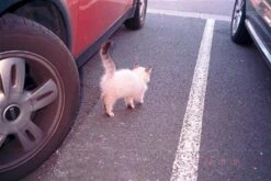 Minolta Riva Zoom 135EX Black 35mm Film Camera Point And Shoot -Film Camera Store minolta riva zoom 135ex black 35mm film camera point and shoot 11