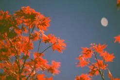 Minolta X-300 Black SLR 35mm Film Camera With Prime Lens (change Photo) -Film Camera Store minolta x 300 black slr 35mm film camera with prime lens change photo 14