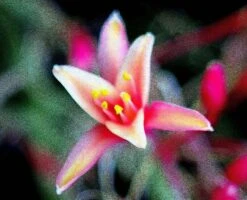 Miranda 24mm F/2.8 Macro Camera Lens -Film Camera Store miranda 24mm f2 8 macro camera lens 6