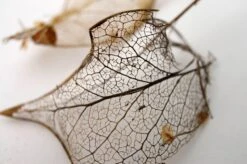 Miranda 24mm F/2.8 Macro Camera Lens -Film Camera Store miranda 24mm f2 8 macro camera lens 8